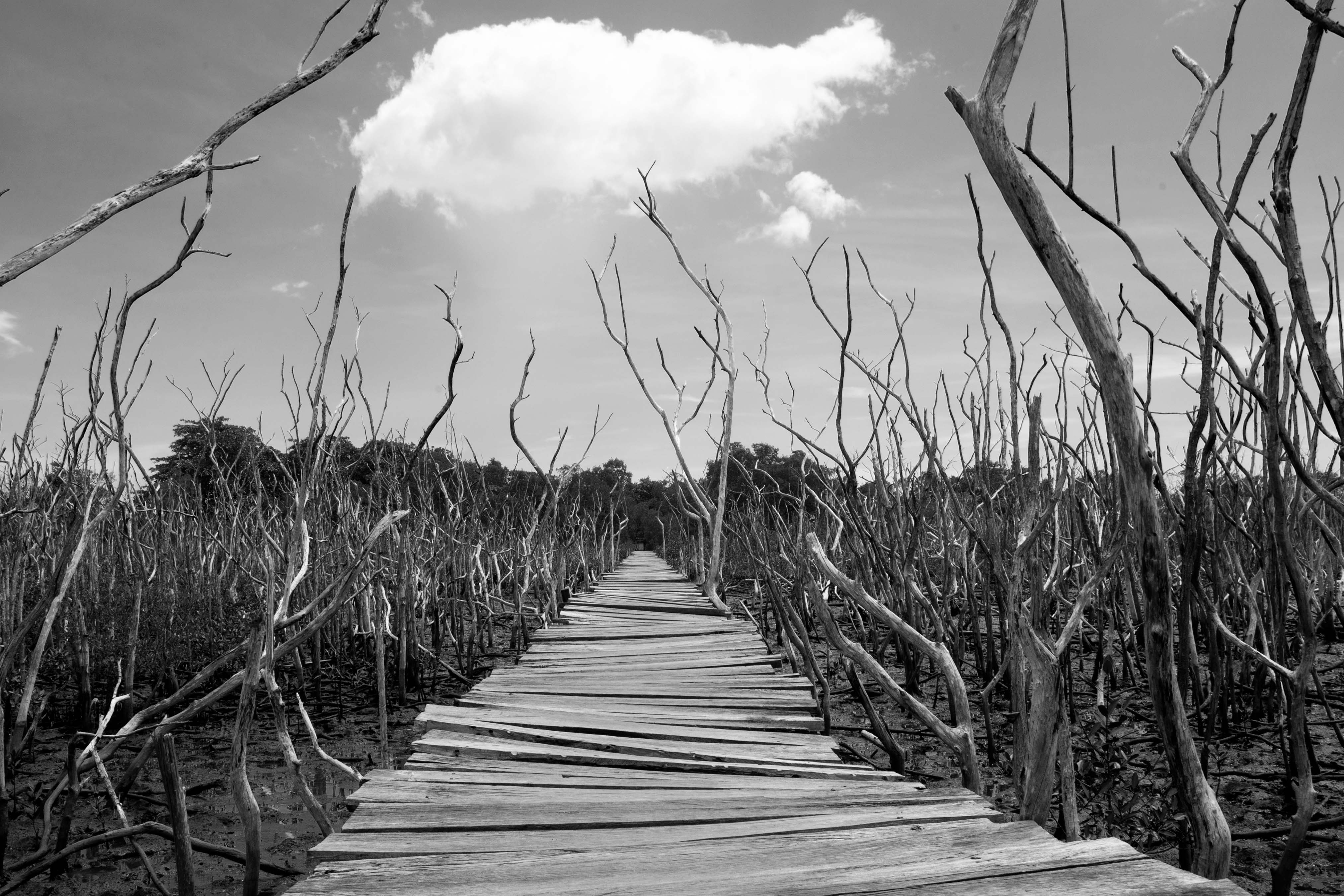 Long Road
